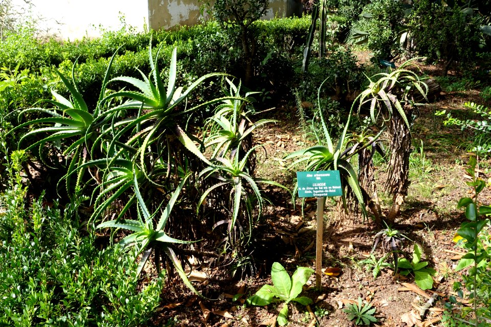 Aloe arborescens - Jardim Botânico Tropical - Lisbon, Portugal - DSC06558