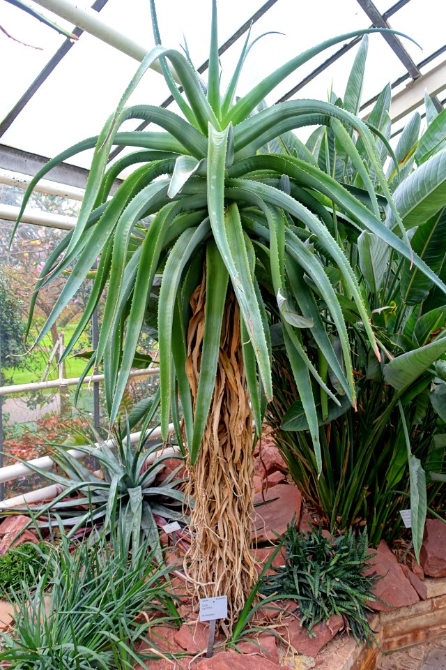 Aloe vaombe - Flora park - Cologne, Germany - DSC00771