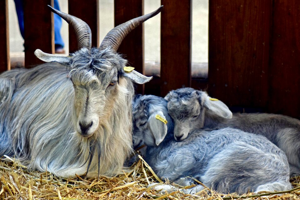 Tajik wool goat goat with young ziegenkitze