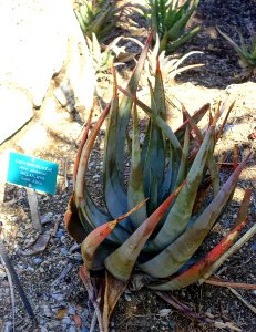 Aloe wickensii - Mildred E. Mathias Botanical Garden - University of California, Los Angeles - DSC02869