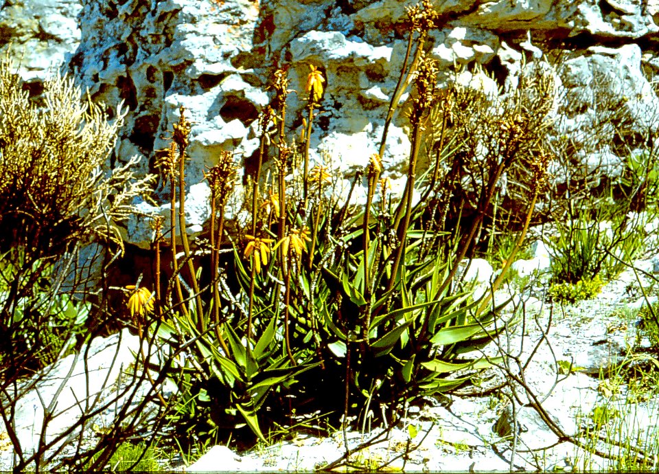 Aloe commixta near Cape Point - Cape Town