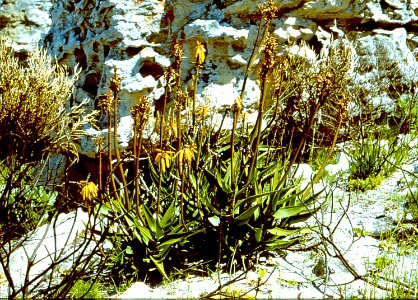 Aloe commixta near Cape Point - Cape Town