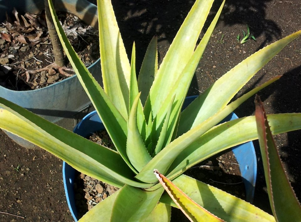 Aloe tormentorii - in cultivation in Mauritius 2