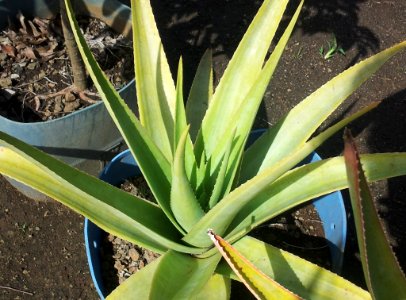 Aloe tormentorii - in cultivation in Mauritius 2