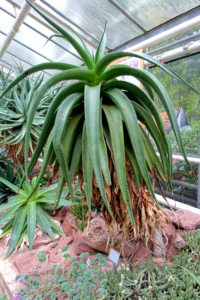 Aloe angelica - Flora park - Cologne, Germany - DSC00763