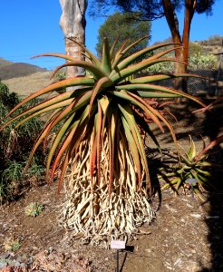 Aloe ferox - Leaning Pine Arboretum - DSC05742