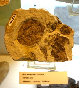 Alnus rostaniana fossil - Botanischer Garten, Dresden, Germany - DSC08487