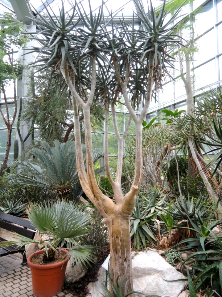 Aloe dichotoma var. ramosissima - Palmengarten Frankfurt - DSC01737