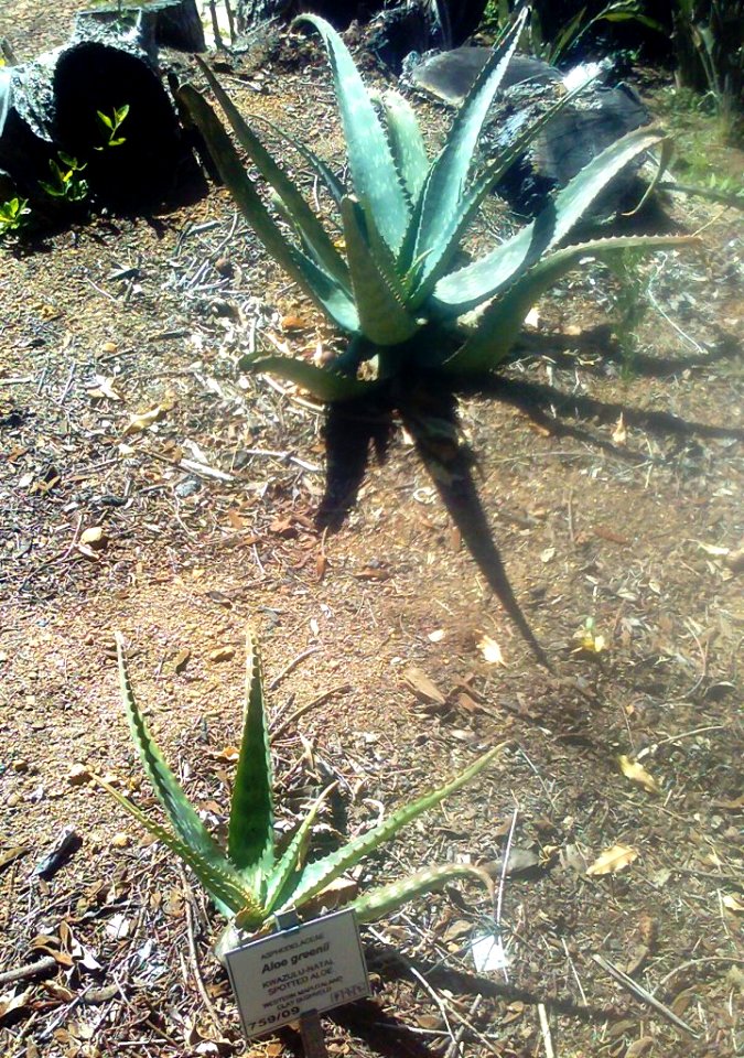 Aloe greenii - Spotted Aloe - Kwazulu Natal