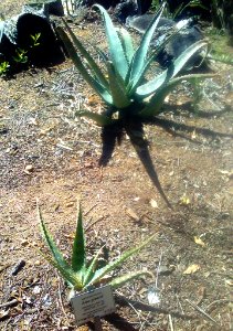 Aloe greenii - Spotted Aloe - Kwazulu Natal