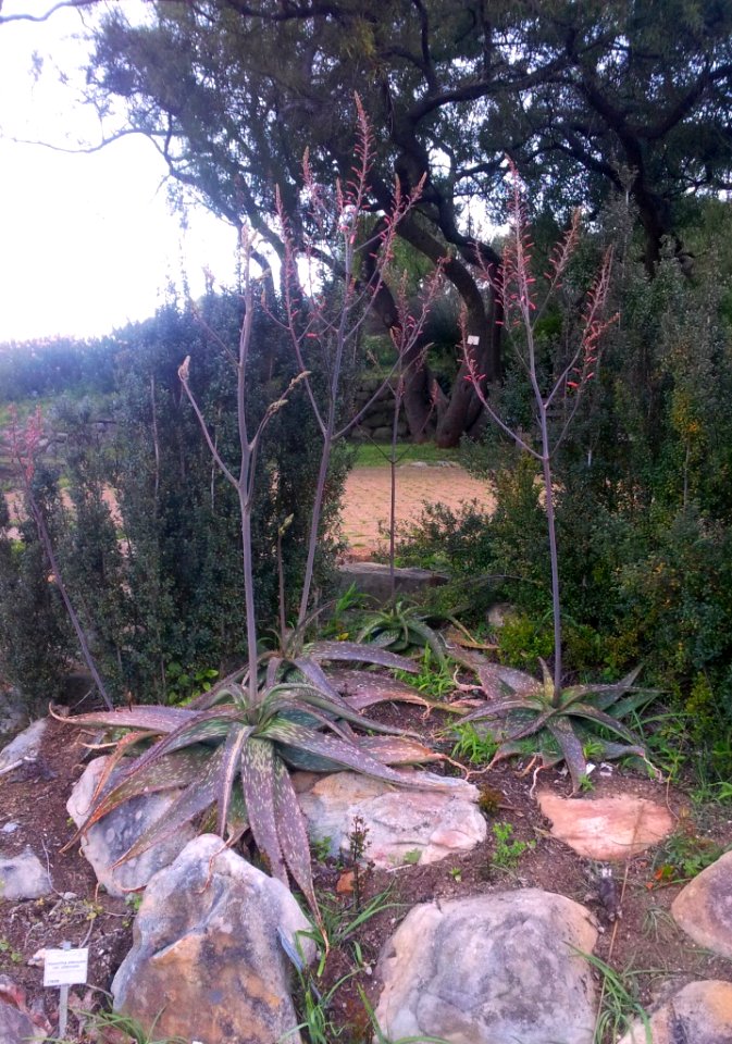 Aloe greenii - pongola 1