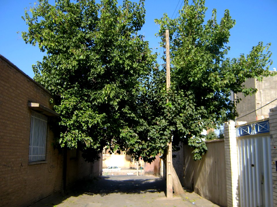Alley - tree - Behesht st - Nishapur 2