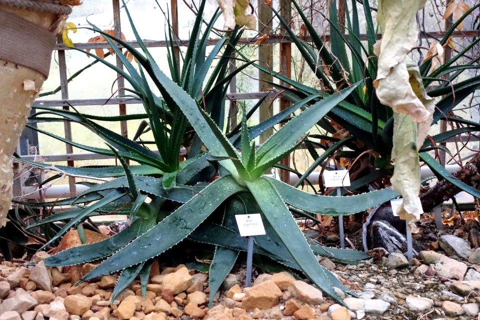 Aloe maculata (Aloe saponaria) - Botanischer Garten, Dresden, Germany - DSC08915
