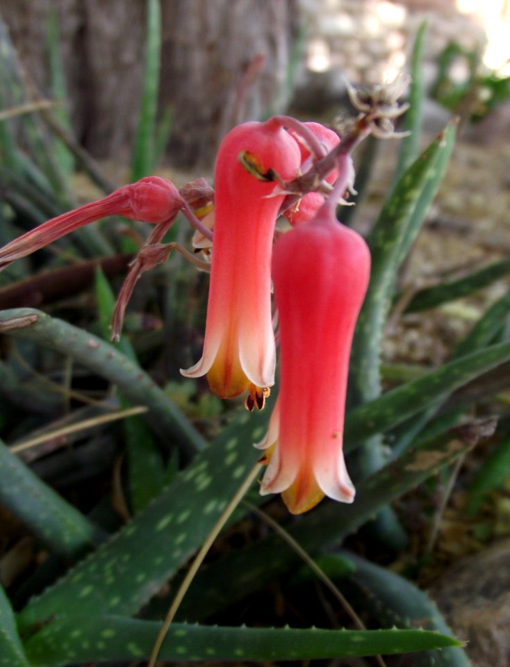 Aloe jacksonii 1