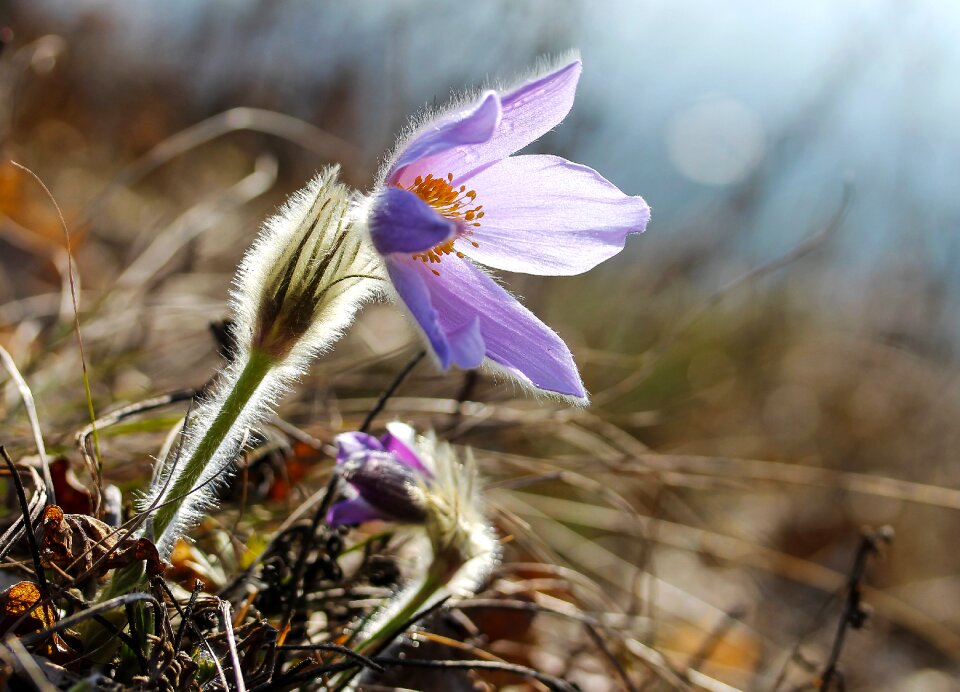 Spring flower nature plant