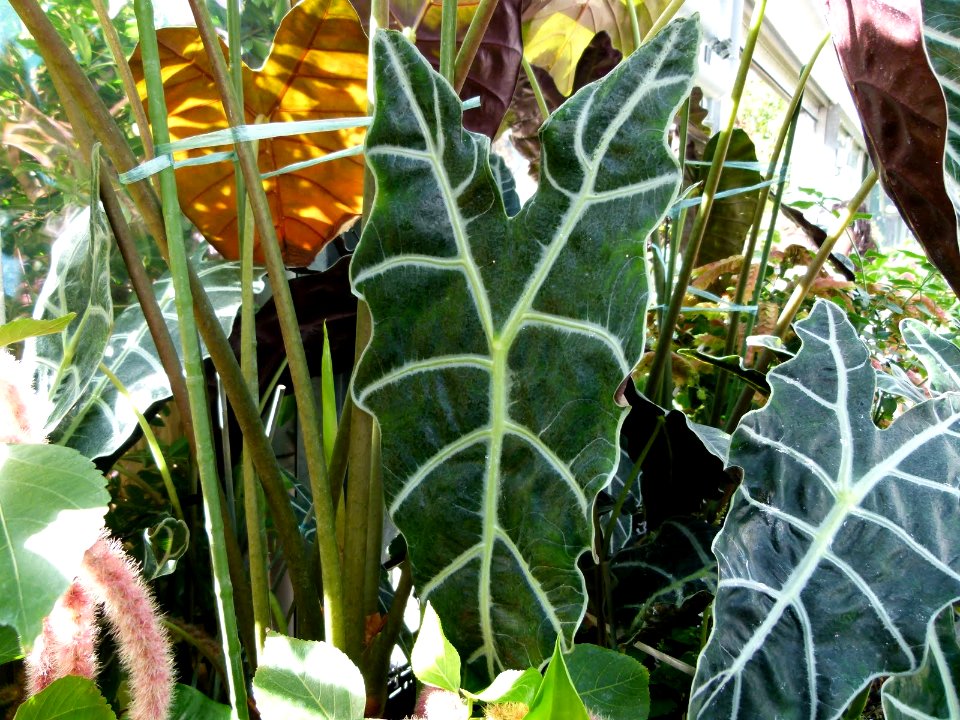 Alocasia sanderiana serres du Luxembourg
