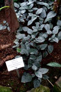 Alocasia cuprea - Botanischer Garten - Heidelberg, Germany - DSC01143