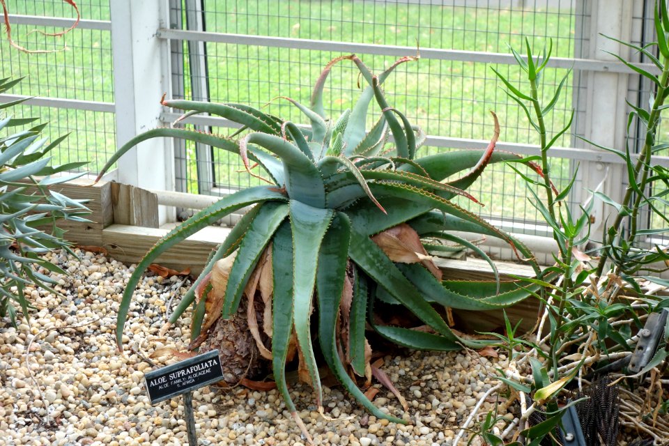 Aloe suprafoliata - Brooklyn Botanic Garden - Brooklyn, NY - DSC08098