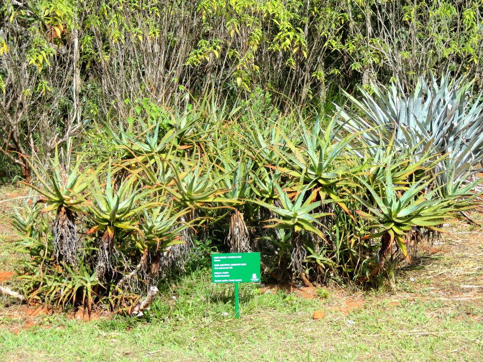 Aloe arborescens - Jardim Botânico de Brasília - DSC09668