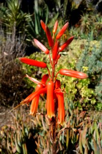 Aloe cameronii - San Francisco Botanical Garden - DSC09773