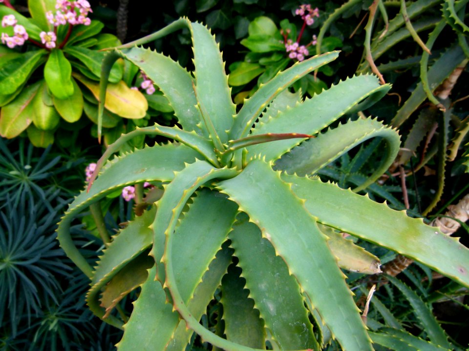 Aloe arborescens serres du Jardin du Luxembourg