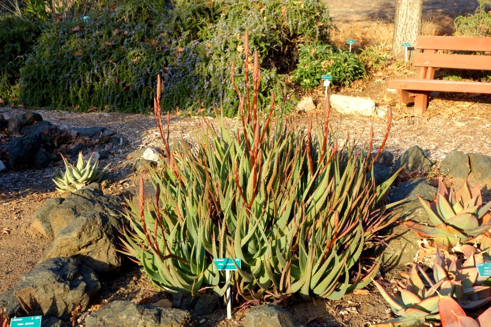 Aloe succotrina - San Luis Obispo Botanical Garden - DSC06060