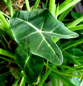 Alocasia micholitziana 3