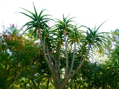 Aloe barerae
