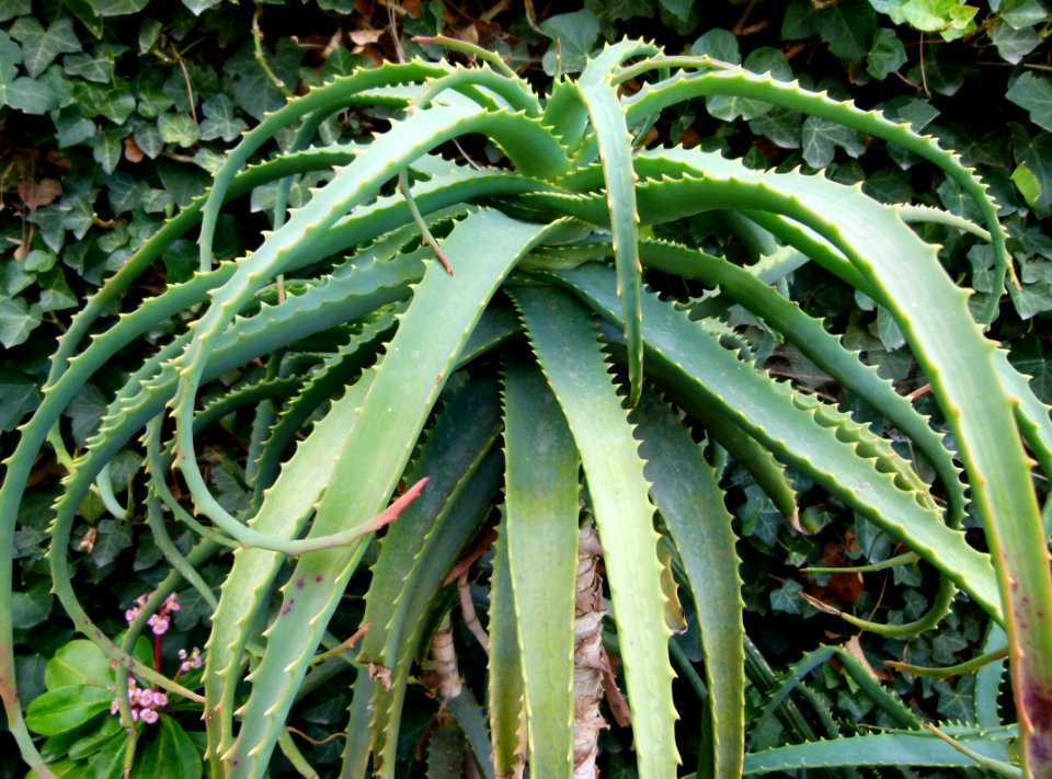 Aloe arborescens serres du Jardin du Luxembourg 01