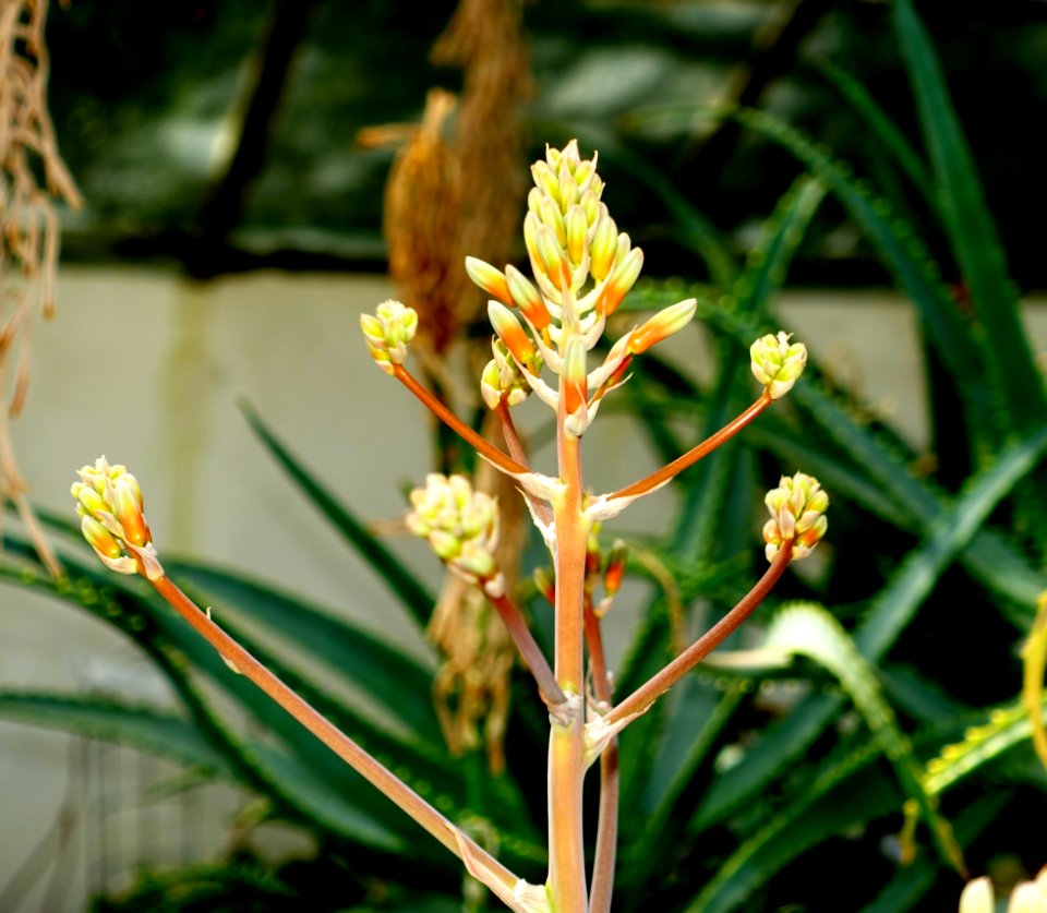 Aloe greatheadii var. davyana (Aloe davyana) - Orto botanico - Rome, Italy - DSC00011