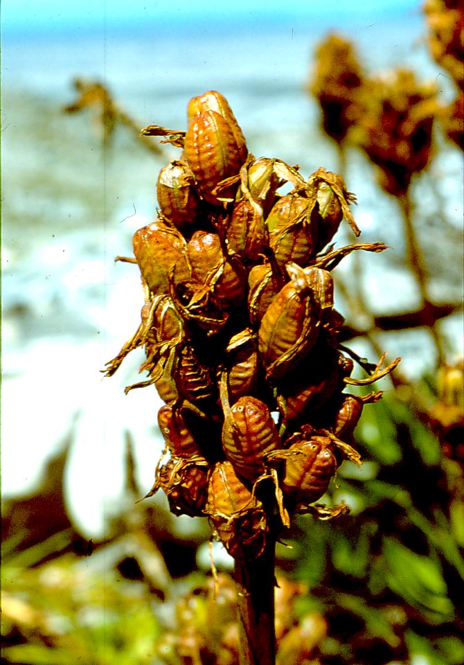 Aloe commixta - seed pods