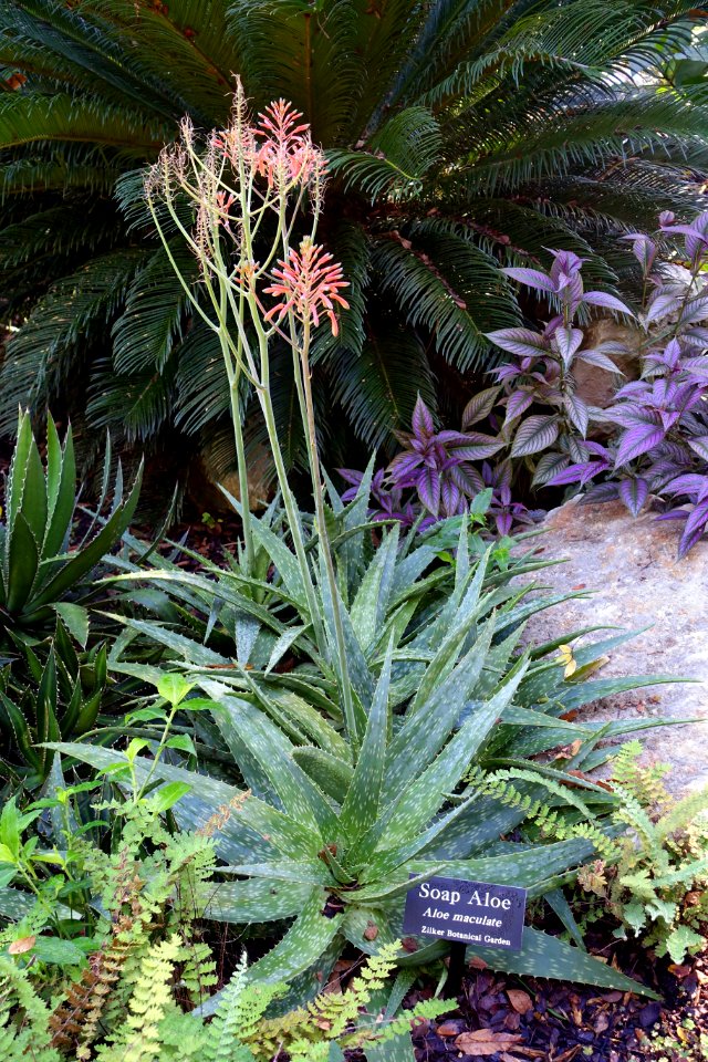 Aloe maculata - Zilker Botanical Garden - Austin, Texas - DSC08857