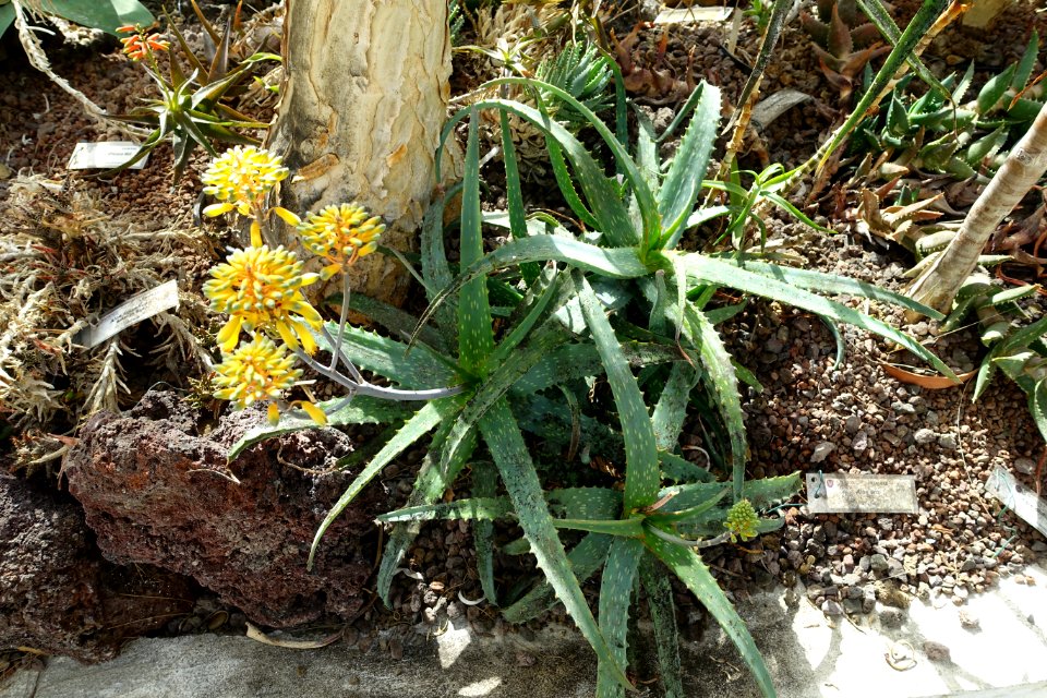 Aloe camperi (Aloe eru) - Orto botanico - Rome, Italy - DSC00013