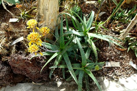 Aloe camperi (Aloe eru) - Orto botanico - Rome, Italy - DSC00013