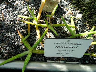 Aloe jacksonii - Botanical Garden in Kaisaniemi, Helsinki - DSC03691