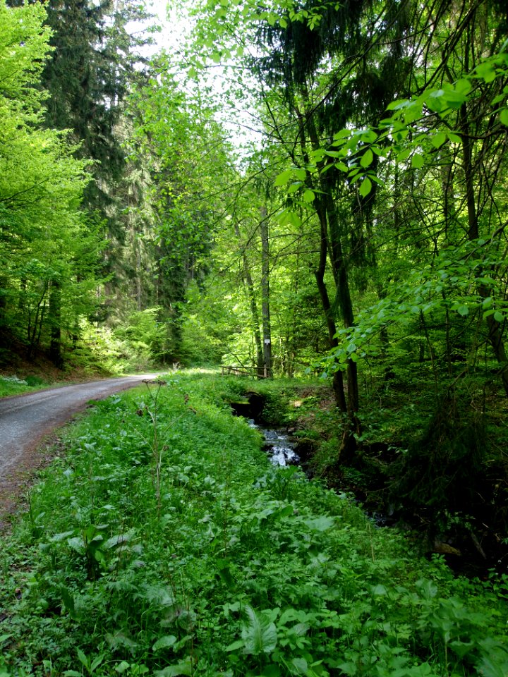 Altenbrak Kleines Mühlental (3)