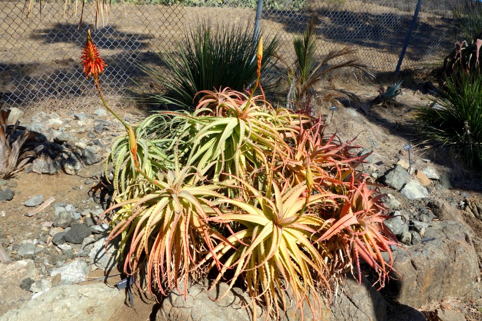 Aloe glauca - Leaning Pine Arboretum - DSC05556