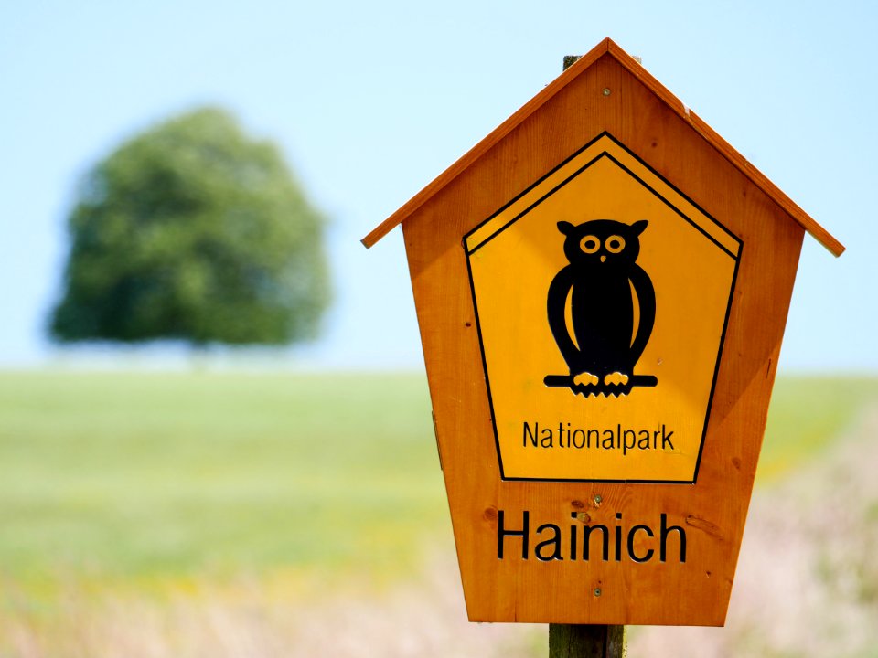 Alleinstehende.Linde.Nationalpark.Hainich.2