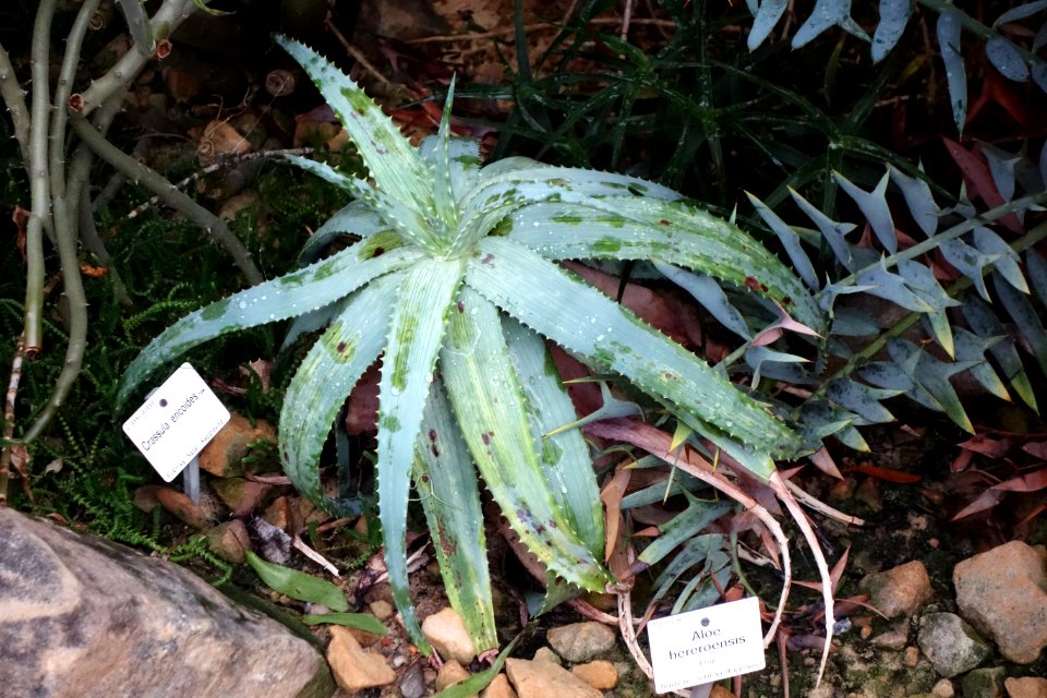 Aloe hereroensis - Botanischer Garten, Dresden, Germany - DSC08920