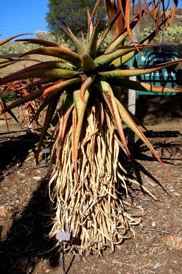 Aloe marlothii - Leaning Pine Arboretum - DSC05738