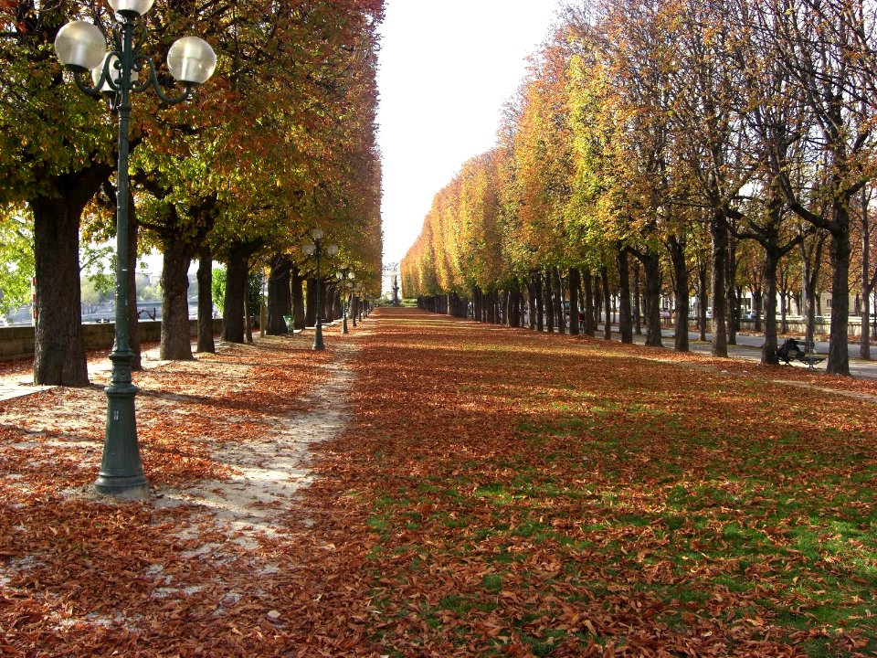 Alley along the Seine Cours Albert 1er