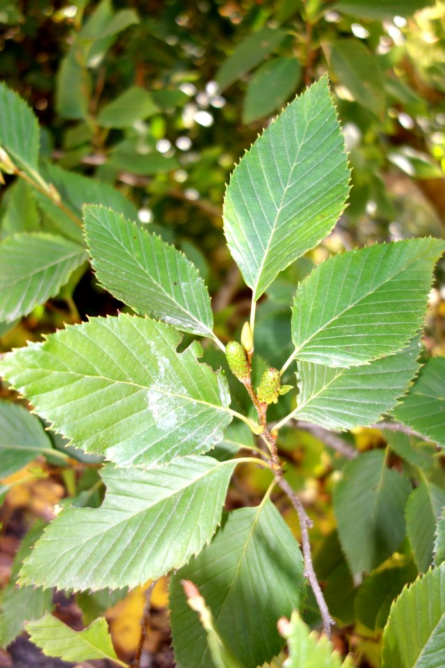 Alnus firma - Quarryhill Botanical Garden - DSC03621