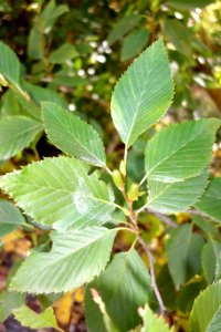 Alnus firma - Quarryhill Botanical Garden - DSC03621