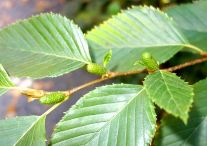 Alnus firma - Quarryhill Botanical Garden - DSC03622
