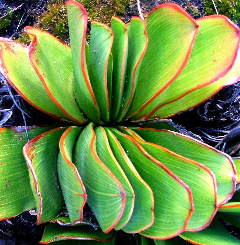Aloe haemanthifolia of Western Cape mountaintops South Africa 6