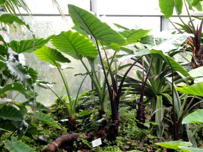 Alocasia plumbea - Palmengarten Frankfurt - DSC01787