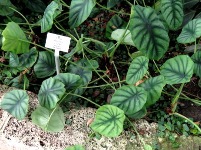 Alocasia cuprea - Botanischer Garten Freiburg - DSC06286