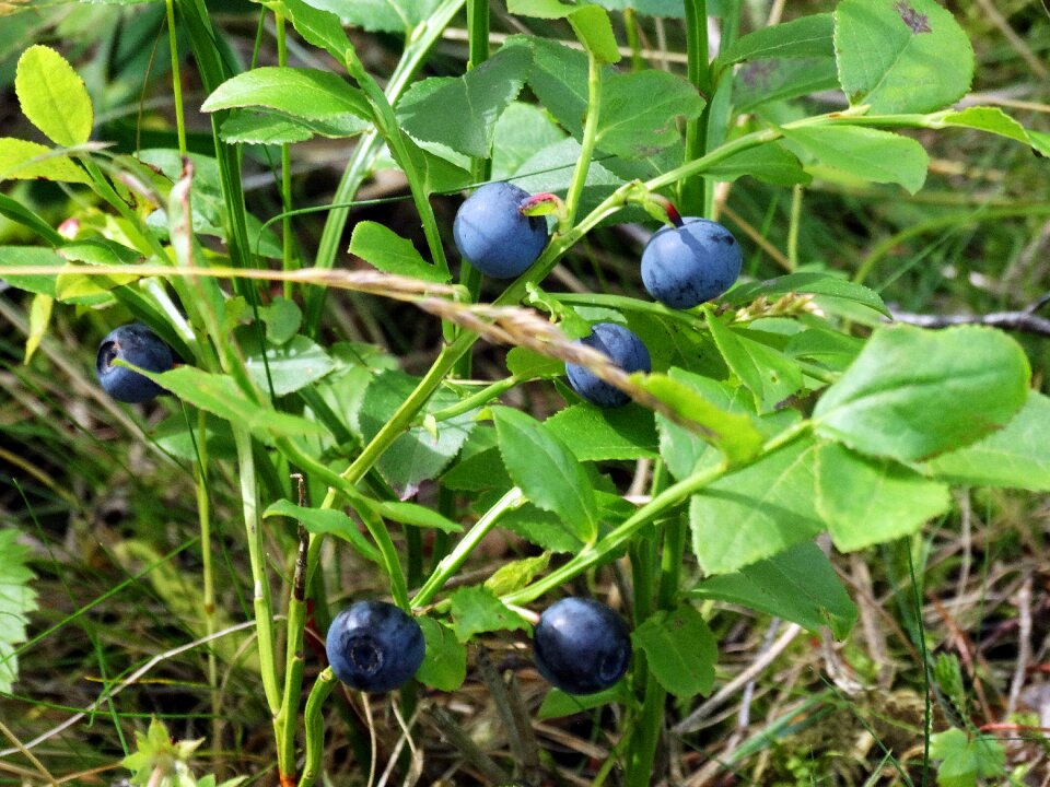 Sprigs nature sweden