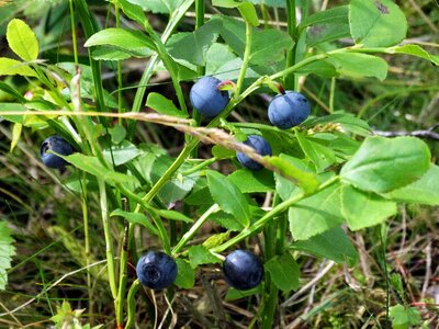 Sprigs nature sweden