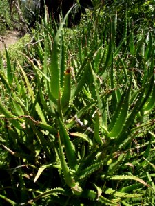 Aloe kedongensis